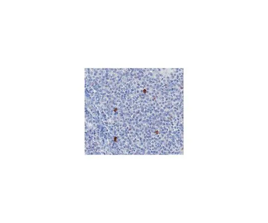 62-8509-01 Anti-BDCA-2, clone 10E6.1; 100 μg MABF94