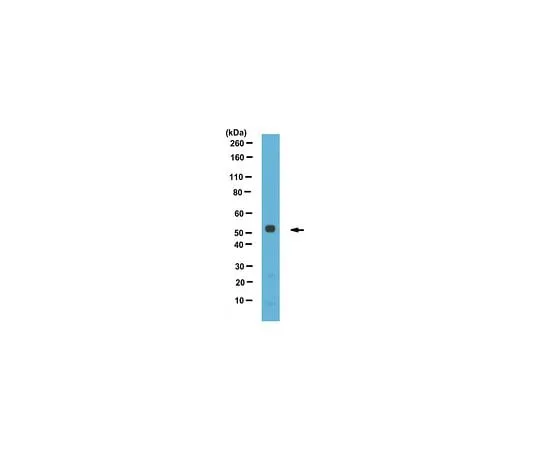 62-8470-32 Anti-Perilipin-3, C-Terminus ABS482