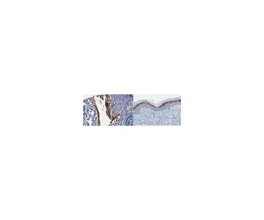 62-8520-92 Anti-CALML5 Antibody, clone 3F6.1 MABN1583