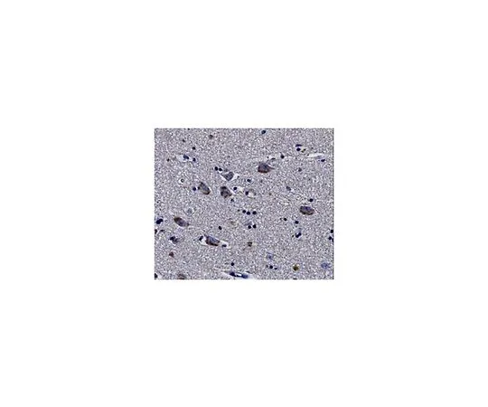 62-8518-46 Anti-mGluR5 Antibody, clone N75/33 , Cat. No. MABN540 MABN540