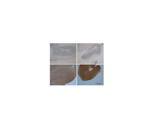 62-8531-29 OxyIHC(TM) Oxidative Stress Detection Kit; 50 Reactions S7450
