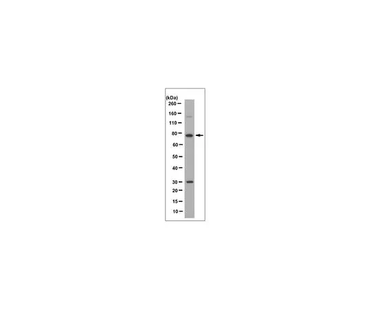 62-8495-72 Anti-Ezrin Antibody, clone 4A5, Ascites Free MAB3822-C