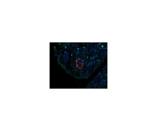 62-8517-06 Anti-Glucagon, clone 13D11.33 MABN238