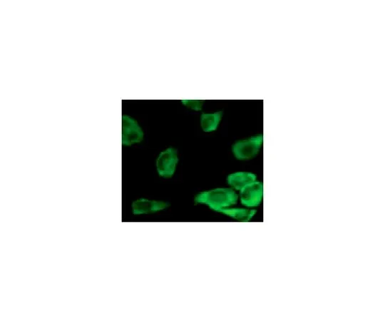 62-8523-61 Anti-GSK3 alpha, clone 9D5G1 Antibody MABS808