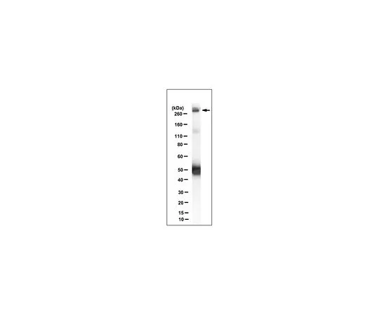 62-8502-60 Anti-FAT1, clone C257 MABC612