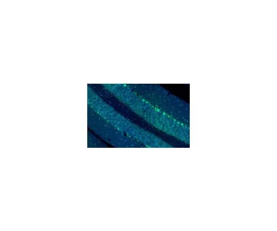 62-8492-48 Anti-Integrin ß1 Antibody, clone P5D2, Alexa Fluor(R) 488 Conjugate MAB1959-AF488
