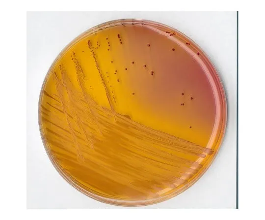 61-0202-90 KF Streptococcus Agar Basal Medium for Microbiology 110707 500G 1.10707.0500