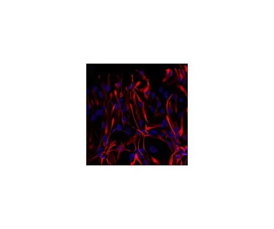 62-8494-74 Anti-GFAP, Cy3 Conjugate; 100 μL MAB3402C3