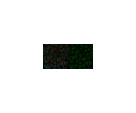 62-8493-16 Anti-Integrin β1 Antibody, activated, clone HUTS-4, Alexa Fluor(R) 488 Conjugate MAB2079-AF488