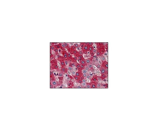 62-8504-49 Anti-FGFR4, clone 4H2B10B2 MABD120