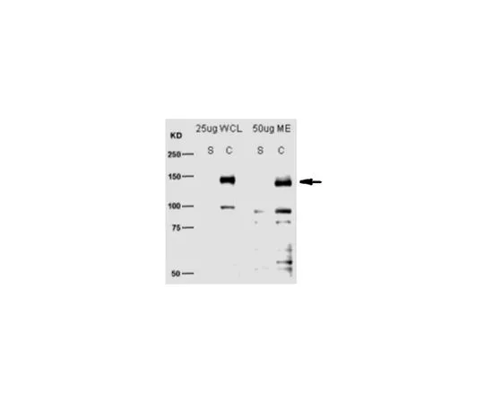 62-8524-31 Anti-SCAP Antibody, clone 9D5 MABS1249