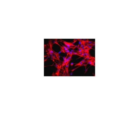 62-8489-02 Anti-Nestin, clone rat-401, Cy3 conjugate; 100 μL MAB353C3