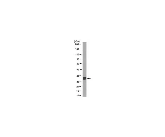 62-8503-61 Anti-Anti-BCL2L12 Antibody, clone 11B5.1 MABC1022