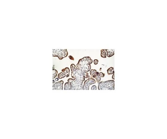 62-8494-66 Anti-MMP-3, clone SL-1 IID4; 100 μg MAB3369