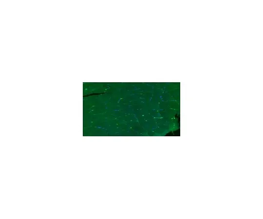 62-8527-03 Anti-Dystrophin Antibody, clone 2C6 (MANDYS106), Alexa Fluor(R) 488 Conjugate MABT827-AF488