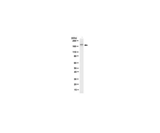 62-8502-32 Anti-FANCA, clone 5G9 MABC557