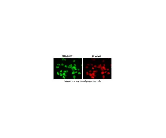 62-8523-85 Anti-SUMO2/3, clone 3H12 MABS1139