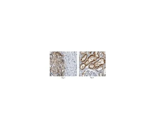 62-8502-06 Anti-MAP17, clone 165C MABC522