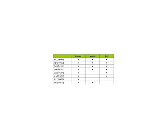 62-8538-71 MILLIPLEX MAP Human Src Family Kinase Active Site Kit – 8-Plex 48-650MAG
