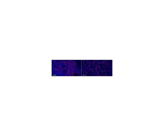 62-8516-69 Anti-Iba1/AIF1 Antibody, clone 20A12.1, Alexa Fluor(R) 647 MABN92-AF647