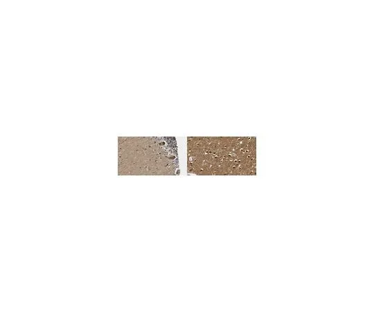 62-8468-58 Anti-Dysbindin ABN1653