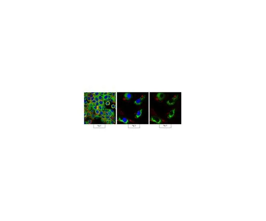 62-8503-39 Anti-Prohibitin-2/PHB2 Antibody, clone 7F8E3 MABC953