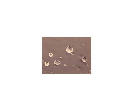 62-8533-09 ESGRO Complete PLUS Clonal Grade Medium; 100 mL SF001-100P