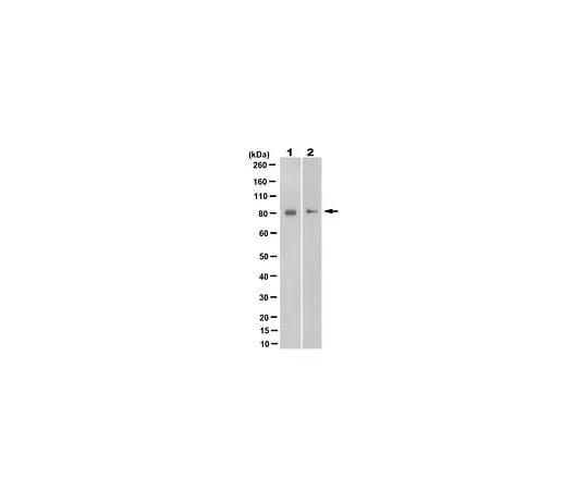 62-8524-86 Anti-Synaptotagmin-like Protein 4 (SYTL4) Antibody, clone 7D2.2 MABS1713