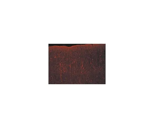 62-8476-41 Donkey anti-Rabbit IgG, Cy3 conjugate, Species Adsorbed: H, M, R, B, Gt, Sh, Ch, Gp, Eq; 500 μg AP182C
