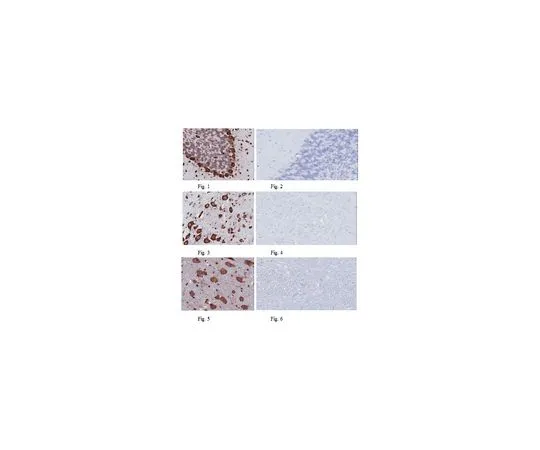 62-8505-61 Anti-Musashi-1, clone 7B11.1; 100 μg MABE268