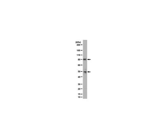 62-8469-77 Anti-PI3 Kinase p85 Antibody, N-SH2 domain , Cat. No. ABS233 ABS233