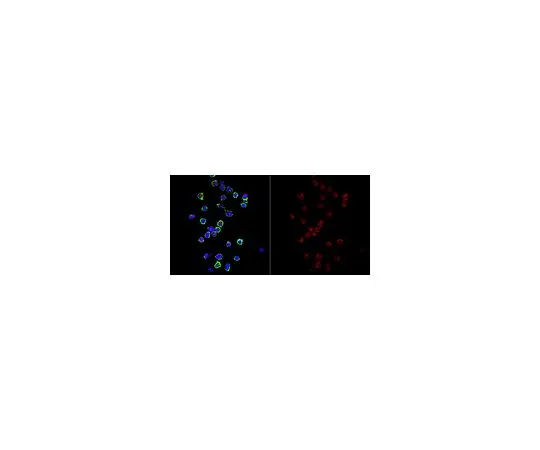 62-8508-48 Anti-CENP-C Antibody, clone AL61A MABE1114