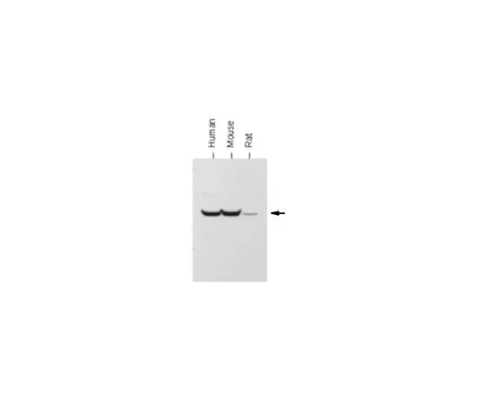 62-8524-66 Anti-ATP Synthase subunit β Antibody, clone 11/21-7-A8 MABS1304