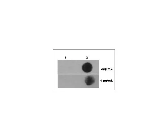 62-8508-03 Anti-N6-methyladenosine Antibody (m6A), clone 17-3-4-1 MABE1006