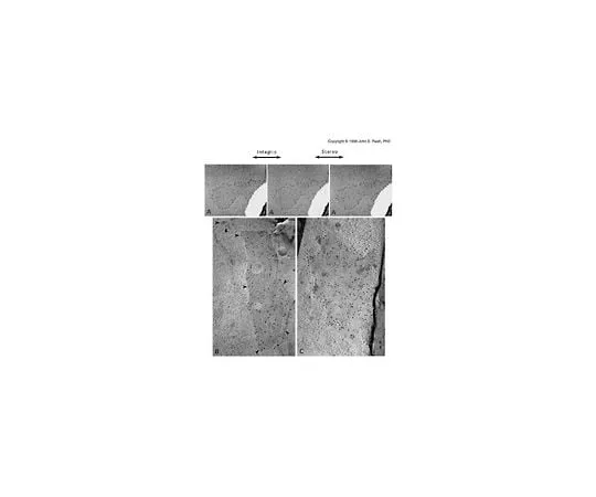 62-8494-17 Anti-Connexin 32, clone M12.13; 100 μg MAB3069