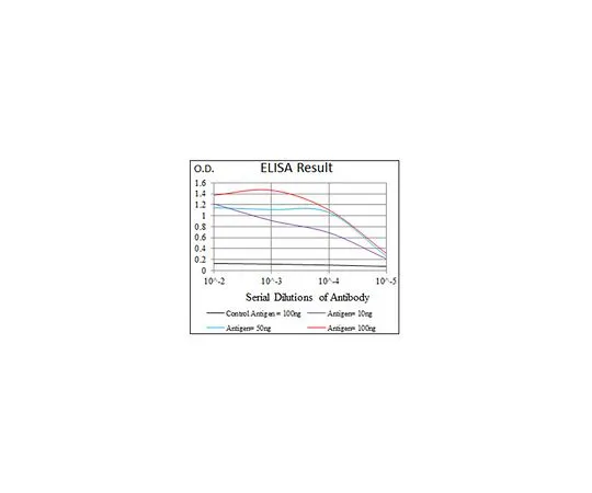 62-8511-18 Anti-CAMK4, clone 8C5B8 MABF505