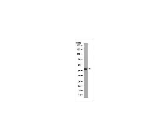 62-8521-01 Anti-Serotonin receptor 2A/HTR2A Antibody, clone 9B11.1 MABN1595