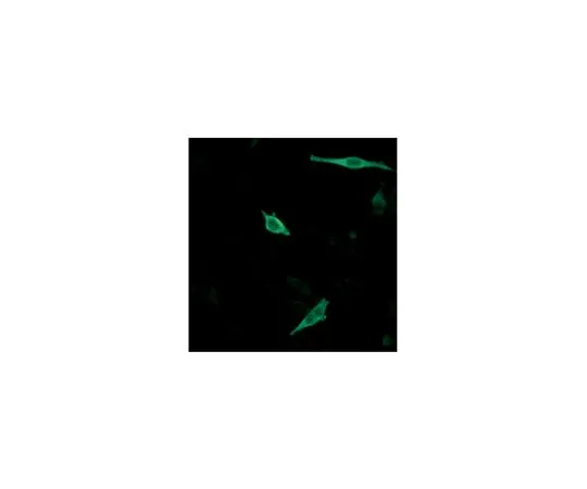 62-8522-57 Anti-WBP2, clone 4C8H10 MABS441