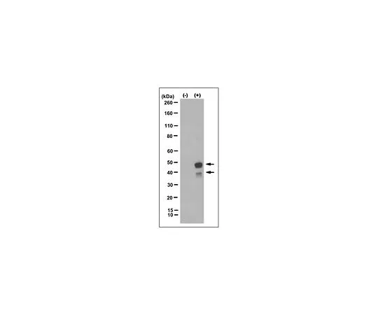 62-8509-49 Anti-Caspase-4, clone 17D9 MABF265