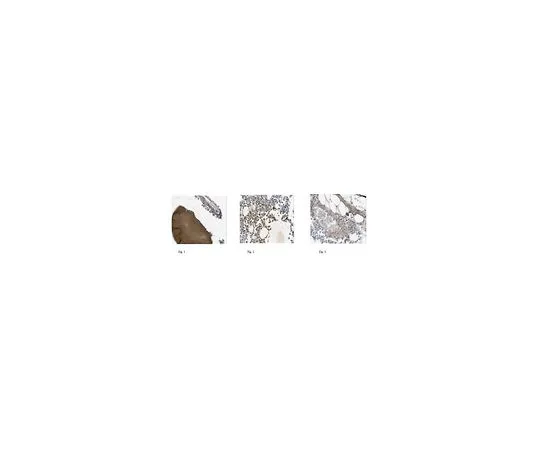 62-8526-03 Anti-COL1A2, clone alpha2CT, Azide Free MABT200