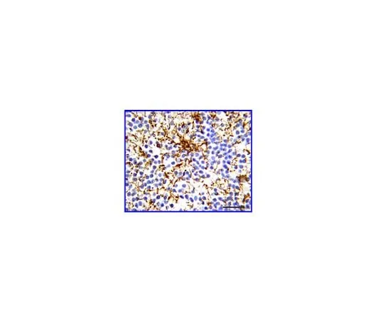 62-8489-05 Anti-Glial Fibrillary Acidic Protein, clone GA5; 100 μL MAB360