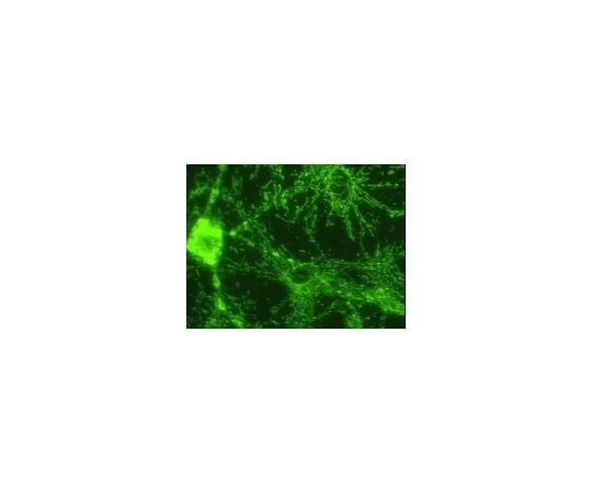 62-8495-07 Anti-ATP Synthase, beta chain, clone 4.3E8.D1; 100 μg MAB3494