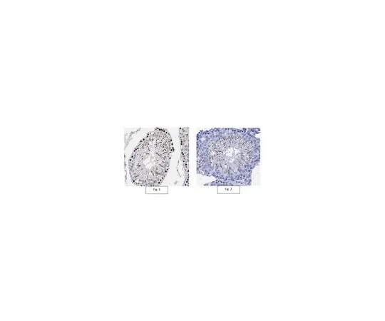 62-8471-29 Anti-PAS Kinase Antibody ABS1016
