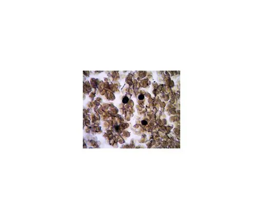 62-8509-03 Anti-TRAcP, clone 9C5; 100 μg MABF96