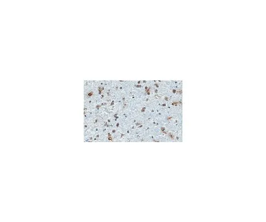 62-8491-99 Anti-Integrin αVβ3 Antibody, clone 27.1 (VNR-1) (Azide Free) MAB1876-Z