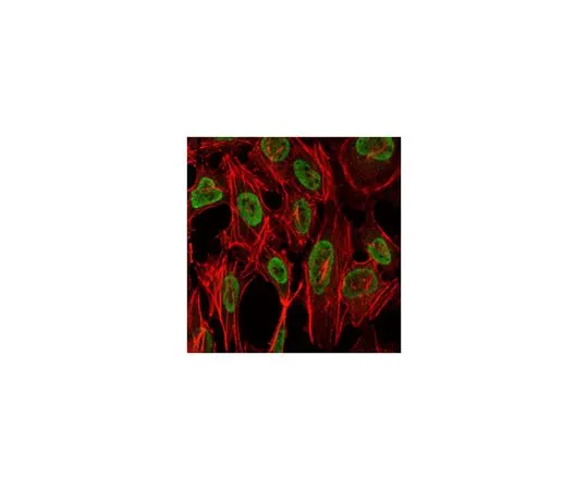 62-8519-04 Anti-PSIP1, clone 6E4 MABN674
