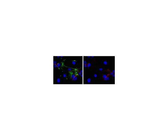 62-8525-70 Anti-VE-cadherin, clone BV6; 100 μL MABT134