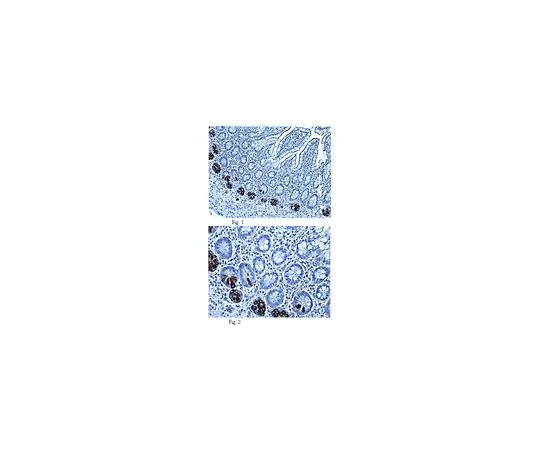 62-8508-83 Anti-Alpha Defensin-5 (HD5), clone 8C8; 100 μg MABF31
