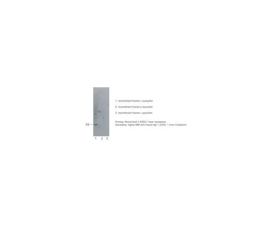 62-8497-55 Anti-Synuclein, alpha, clone 7B12.2; 100 μL MAB5320