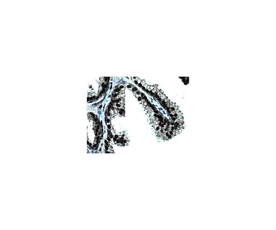 62-8521-89 Anti-GREB1, clone GREB1Ab; 100 μg MABS62